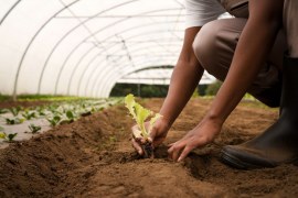 Consultoria SAP no Agronegócio: Transformando a Gestão do Campo