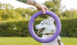 O que é enriquecimento ambiental para cães e gatos?