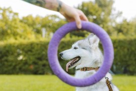 O que é enriquecimento ambiental para cães e gatos?