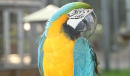 Criação de Aves Silvestres: Conservação, Desafios e um Alerta Crucial