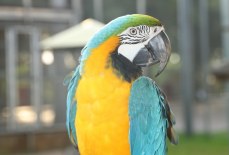 Criação de Aves Silvestres Brasileiras: Uma Alternativa Sustentável