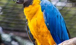 A Importância Ambiental da Criação Legal de Aves Silvestres
