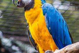 A Importância Ambiental da Criação Legal de Aves Silvestres